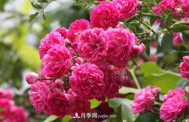 薔薇花和月季花的區(qū)別？月季花期有多長？(圖3)