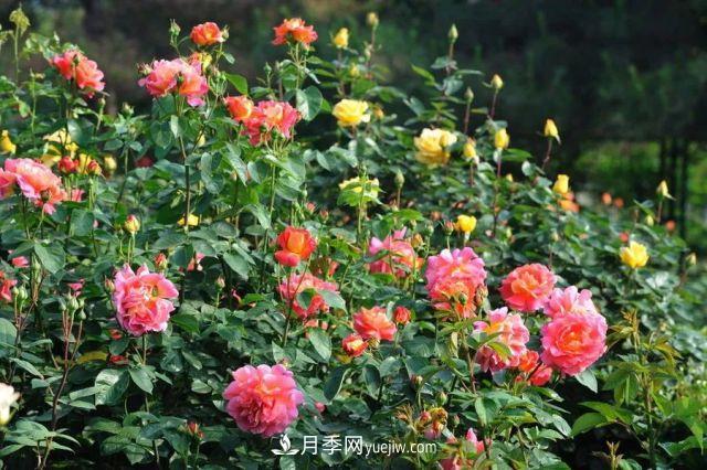 玫瑰花與月季花的區(qū)別？玫瑰花語大全介紹(圖2)