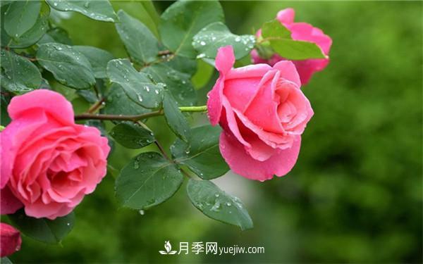 地栽月季花的養(yǎng)殖方法，養(yǎng)殖的小技巧有什么(圖1)