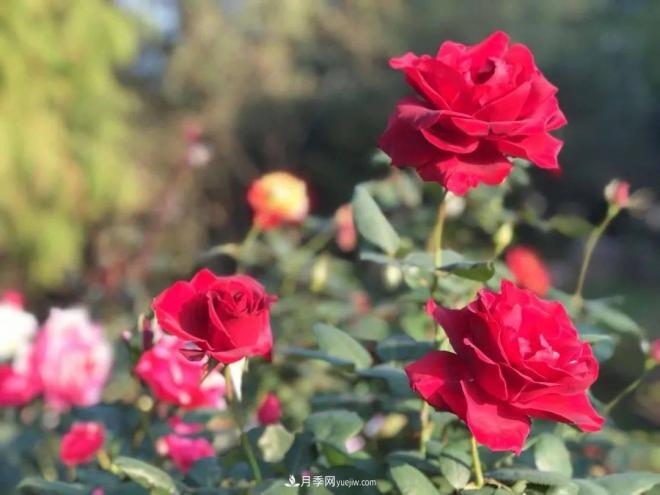 秋日暖陽花盛開，來上海濱江森林公園看金秋***美月季花(圖1)