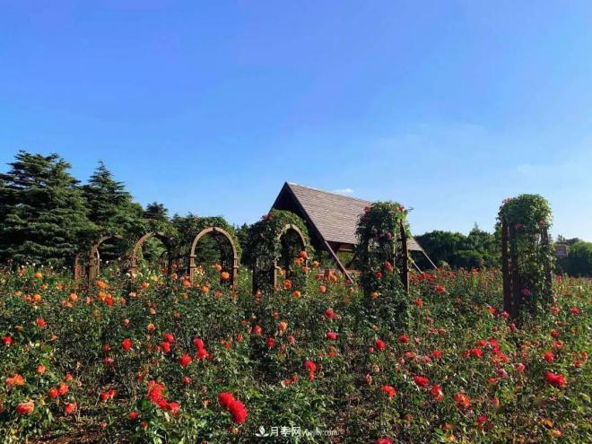 秋日暖陽花盛開，來上海濱江森林公園看金秋***美月季花(圖2)