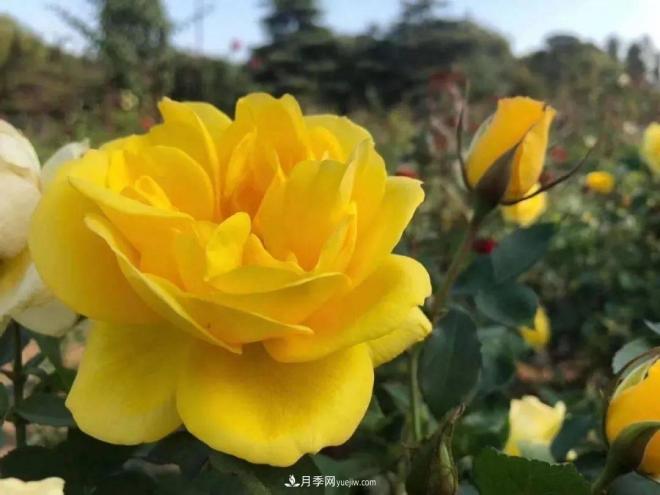 秋日暖陽花盛開，來上海濱江森林公園看金秋***美月季花(圖4)