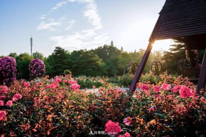 秋日暖陽花盛開，來上海濱江森林公園看金秋***美月季花(圖3)