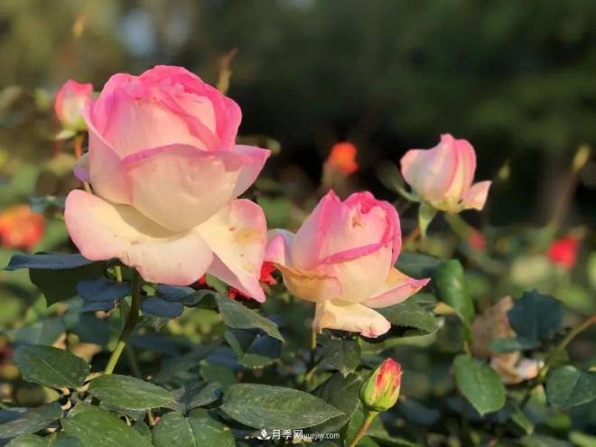 秋日暖陽花盛開，來上海濱江森林公園看金秋***美月季花(圖6)