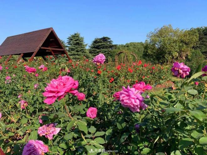 秋日暖陽花盛開，來上海濱江森林公園看金秋***美月季花(圖5)