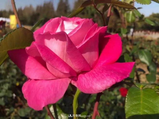 秋日暖陽花盛開，來上海濱江森林公園看金秋***美月季花(圖7)