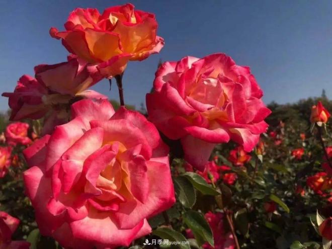 秋日暖陽花盛開，來上海濱江森林公園看金秋***美月季花(圖9)