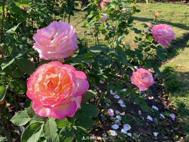 秋日暖陽花盛開，來上海濱江森林公園看金秋***美月季花(圖10)