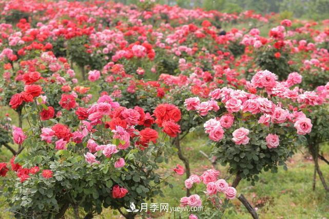 襄陽張建：志做湖北月季花卉領(lǐng)軍人(圖3)