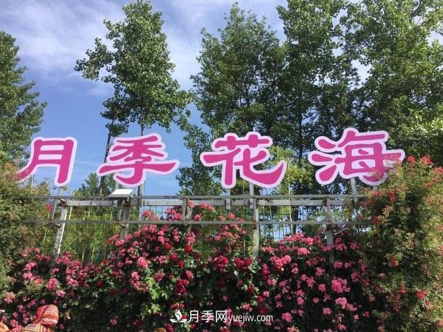 襄陽張建：志做湖北月季花卉領(lǐng)軍人(圖1)