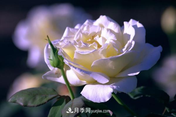 白色月季花的花語(yǔ)和寓意(圖1)