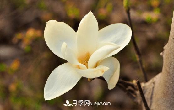 玉蘭花什么時候開，玉蘭花的種植方法(圖1)