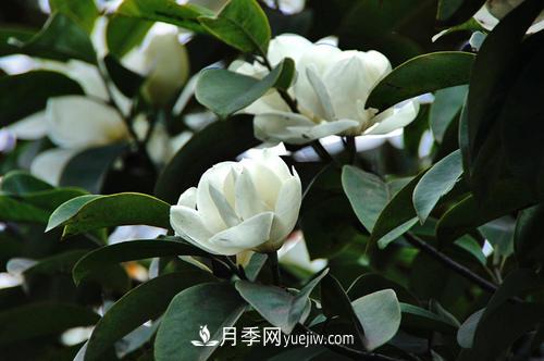 南召?gòu)V玉蘭樹(shù)種植方法，適合種植在家里嗎(圖2)