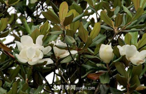 南召?gòu)V玉蘭樹(shù)種植方法，適合種植在家里嗎(圖1)