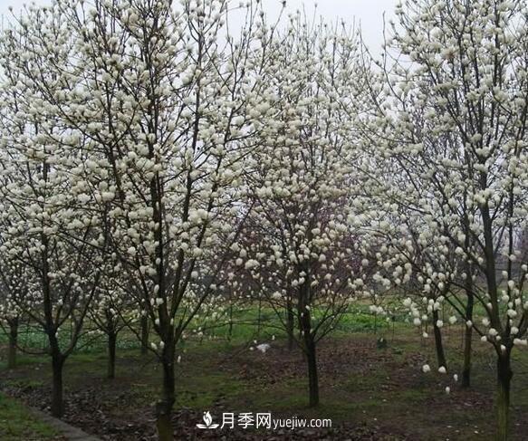 南陽白玉蘭小苗基地種植管理技術(shù)(圖1)