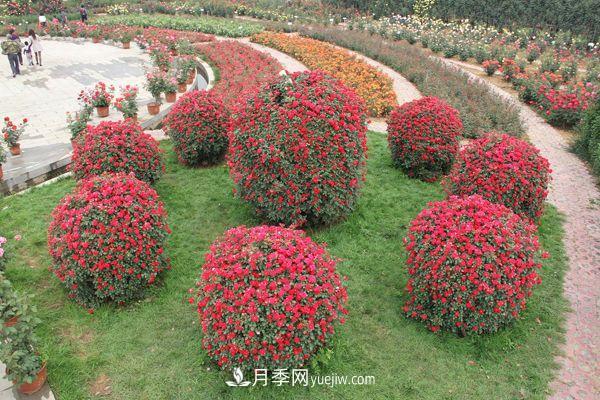 來自南陽月季的直徑80CM月季花球，美上天了(圖1)