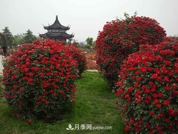 來自南陽月季的直徑80CM月季花球，美上天了(圖2)