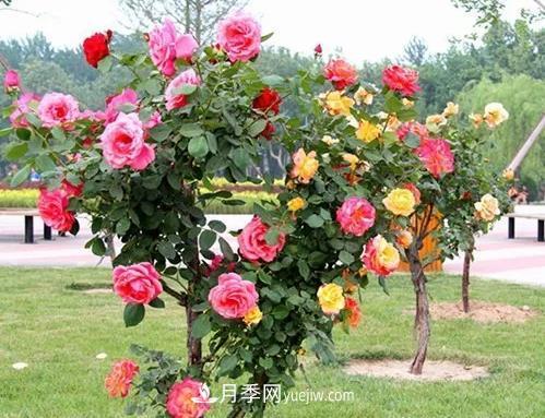 月季花夏天葉子發(fā)黃枯燥掉落的解決辦法(圖1)