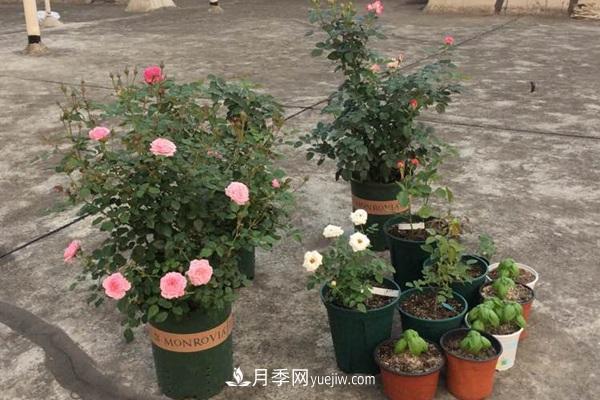 鈴之妖精為陽(yáng)臺(tái)黨而生的一款微型月季花(圖2)