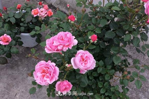 鈴之妖精為陽(yáng)臺(tái)黨而生的一款微型月季花(圖3)