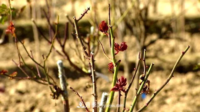 甘肅定西森源苗木：花木產業(yè)推動綠色發(fā)展(圖4)