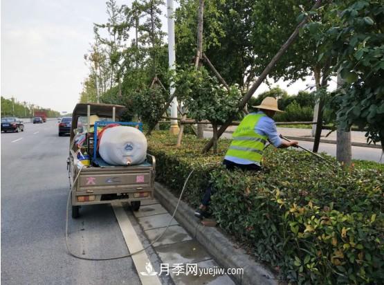 南陽市園林局力促銀杏復(fù)壯，打造迷人秋景(圖2)