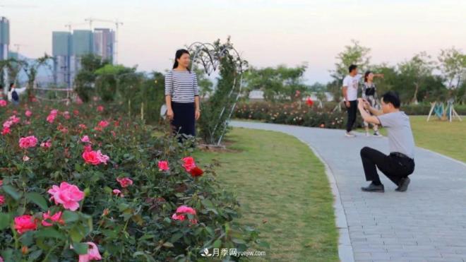 立冬已過，小雪將至~ 肇慶新區(qū)月季園景色獨好、風光別致(圖4)