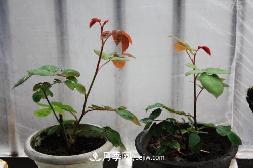 月季花的芽點過多，需不需要處理掉(圖1)