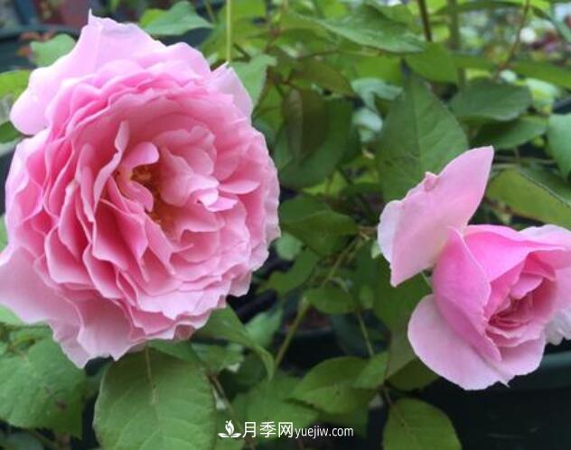 夏季養(yǎng)花，月季不可少！看看令人驚艷的9大月季品種(圖6)