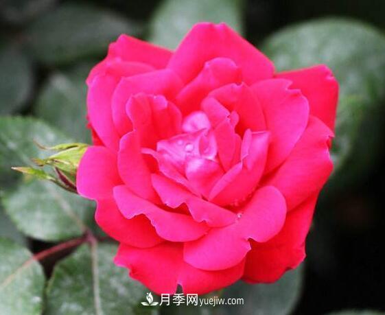 夏季養(yǎng)花，月季不可少！看看令人驚艷的9大月季品種(圖9)