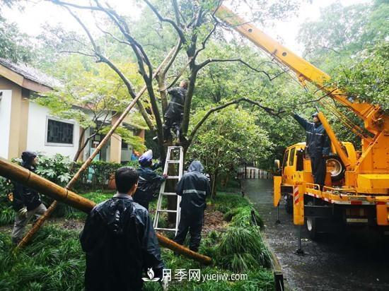 杭州花港多措并舉提升景區(qū)園林景觀(圖1)