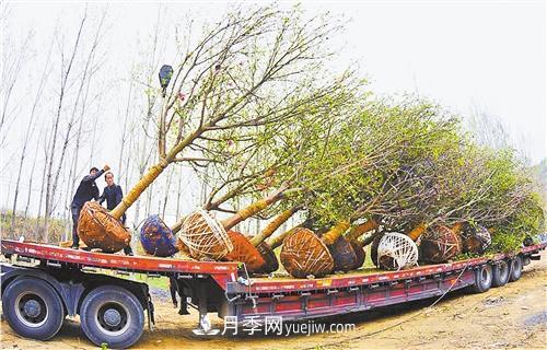 河南省南召縣發(fā)展苗木產(chǎn)業(yè)集群——玉蘭苗木產(chǎn)業(yè)成增收支柱(圖1)