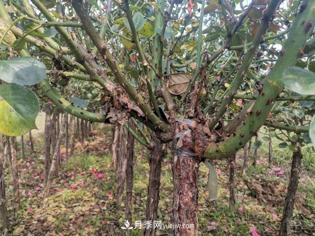 南陽月季_樹狀月季_棒棒糖月季樹_南陽月季種植批發(fā)基地(圖3)