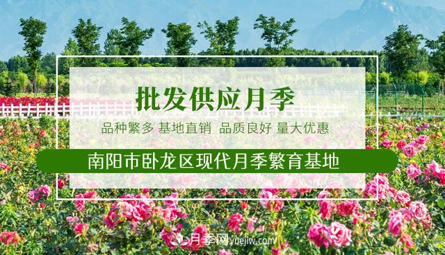 山西品種月季_山西大花月季批發(fā)_山西樹(shù)狀月季批發(fā)(圖1)