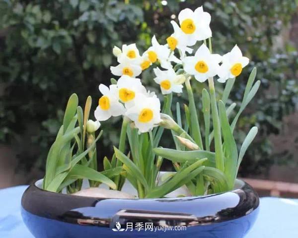 家居花卉的作用與寓意(圖3)