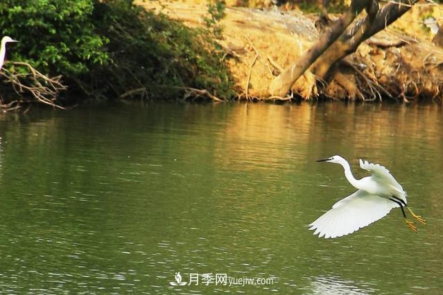 江西南昌天香園走紅，有3萬(wàn)余的盆景，是南昌的“花卉之源”(圖5)