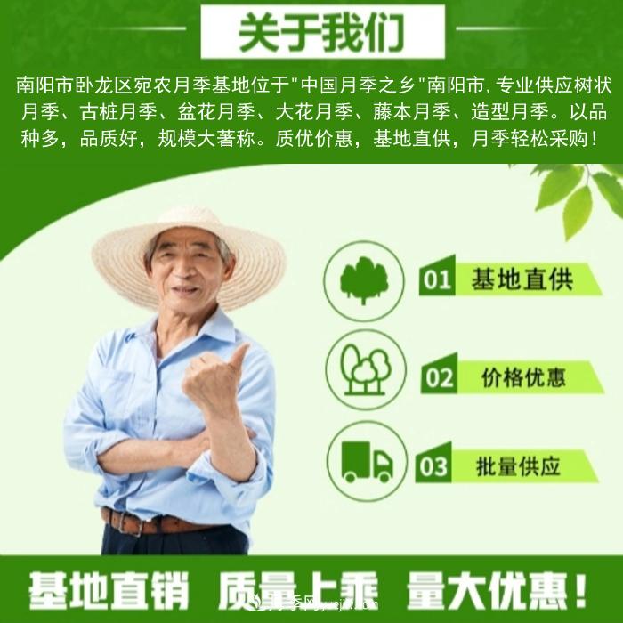 大花月季批發(fā)，樹狀月季批發(fā)，中國月季之鄉(xiāng)價格就是香！(圖3)