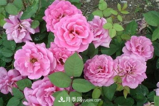 一年四季都開花的盆栽，盤點(diǎn)十種全年花期的花卉(圖1)