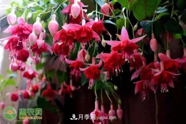 一年四季盛開的花是什么花？盤點十種四季都開花的花(圖2)