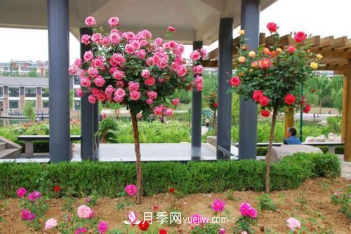 用野生薔薇嫁接灌木月季，能不能養(yǎng)成樹狀月季？(圖1)