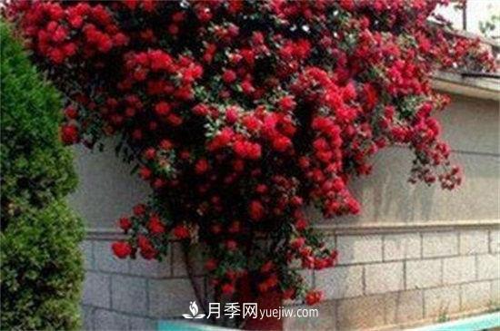 紅木香花是不是月季花(圖3)