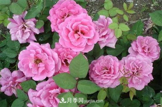 紅木香花是不是月季花(圖1)