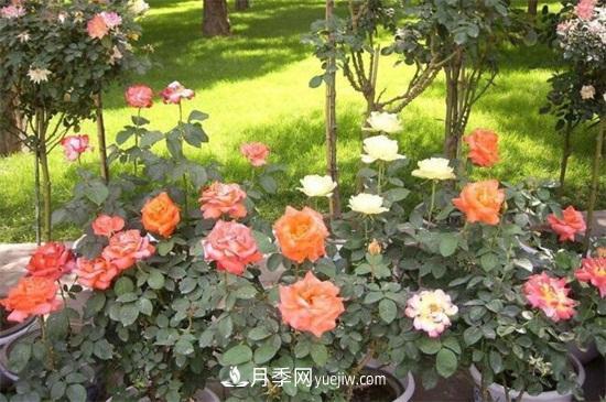 月季花什么時候開？南陽月季花期4～11月(圖1)