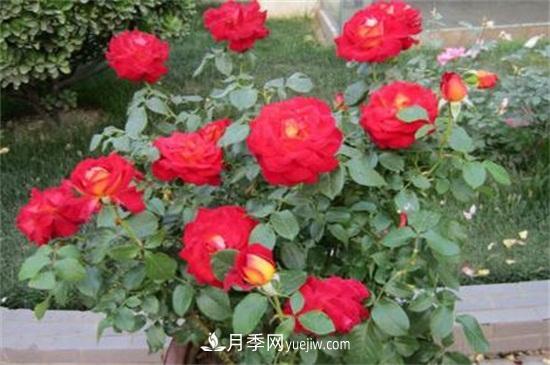 月季花什么時候開？南陽月季花期4～11月(圖2)