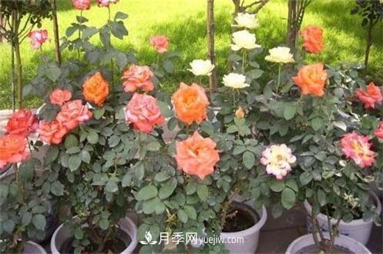 月季花修剪方法和注意事項(圖1)