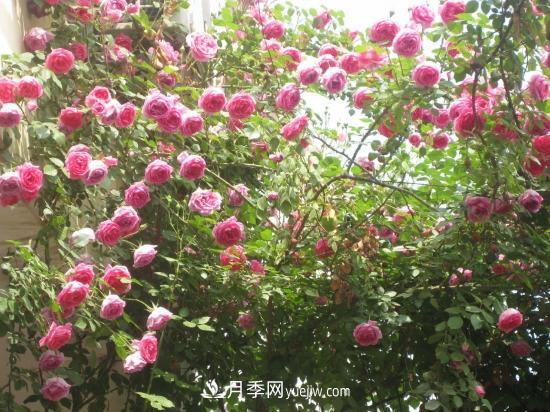 藤本月季的種植方法與養(yǎng)護(hù)辦法，適當(dāng)修剪更勤花(圖4)