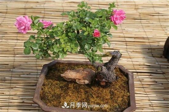 月季花可以澆茶葉水嗎？不可以(圖6)