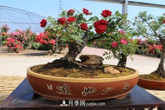 月季花可以澆茶葉水嗎？不可以(圖5)