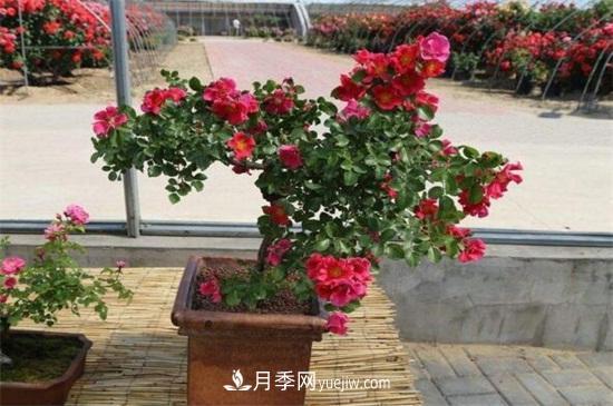 月季花可以澆茶葉水嗎？不可以(圖4)