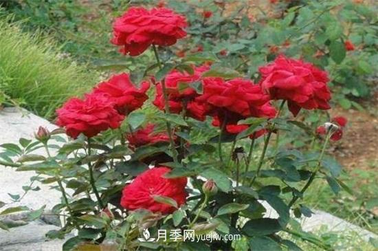 月季花可以澆茶葉水嗎？不可以(圖3)